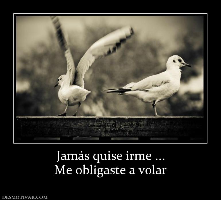 Jamás quise irme ... Me obligaste a volar