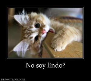No soy lindo?