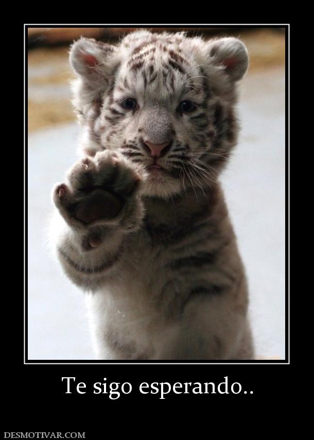 Te sigo esperando..