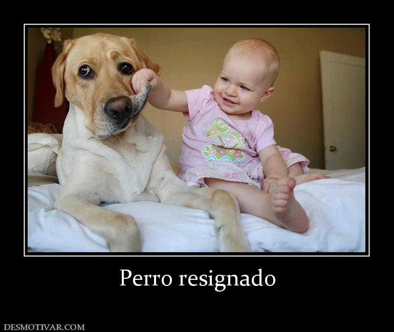 Perro resignado