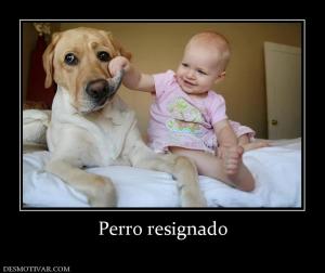 Perro resignado