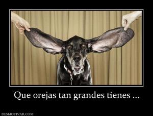 Que orejas tan grandes tienes ...