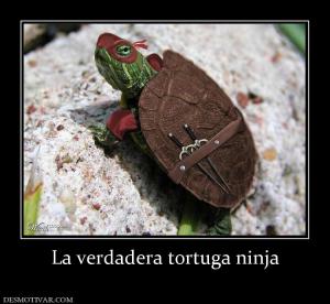 La verdadera tortuga ninja