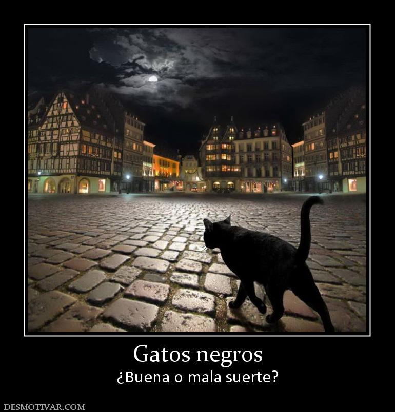 Gatos negros ¿Buena o mala suerte?