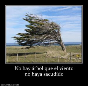 No hay árbol que el viento no haya sacudido