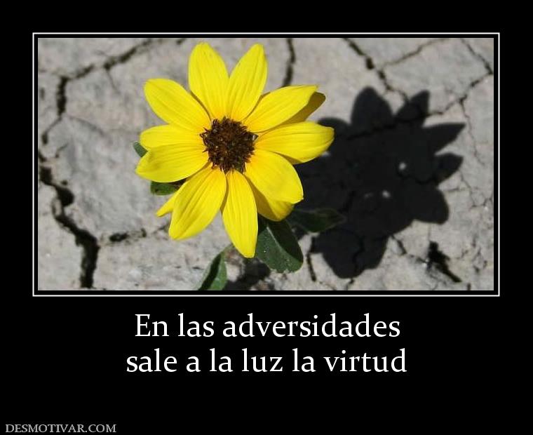 En las adversidades sale a la luz la virtud