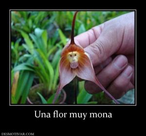 Una flor muy mona