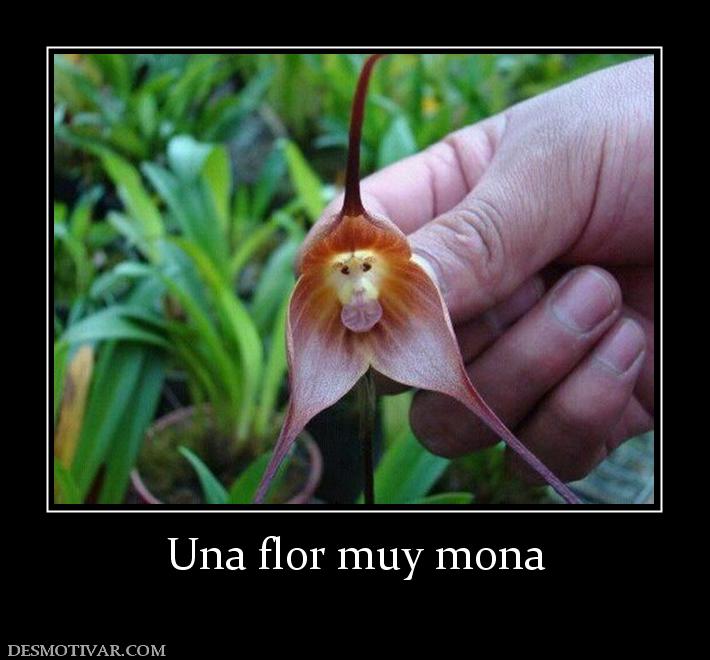 Una flor muy mona