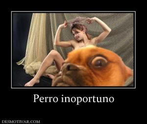 Perro inoportuno