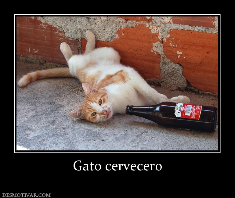 Gato cervecero
