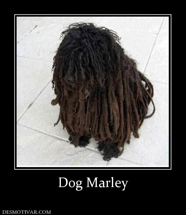 Dog Marley
