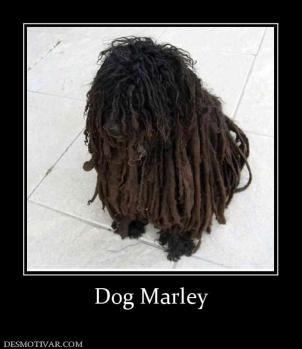 Dog Marley