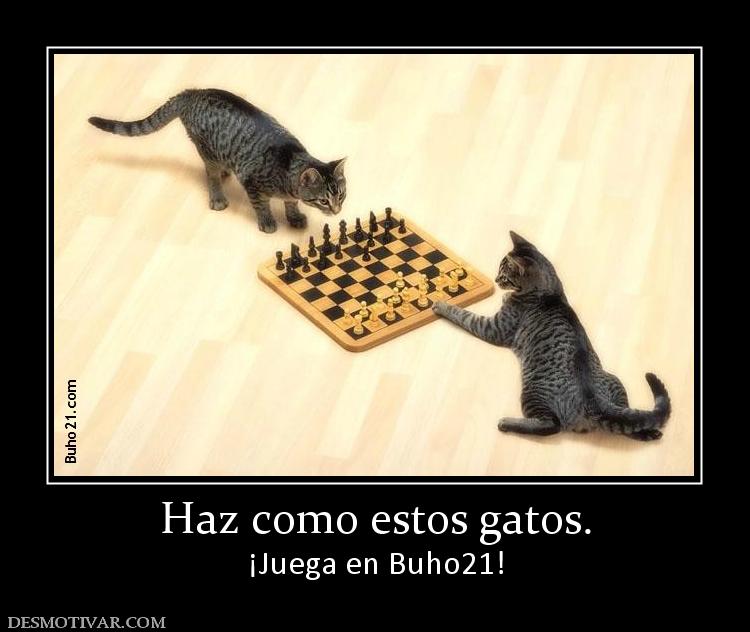 Haz como estos gatos. ¡Juega en Buho21!
