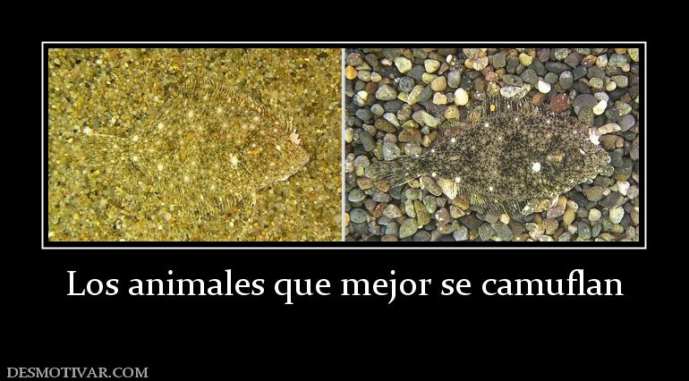 Los animales que mejor se camuflan