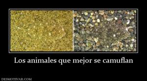 Los animales que mejor se camuflan