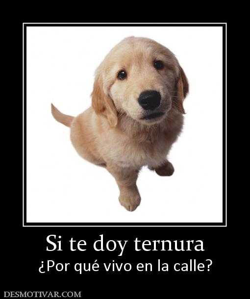 Si te doy ternura ¿Por qué vivo en la calle?