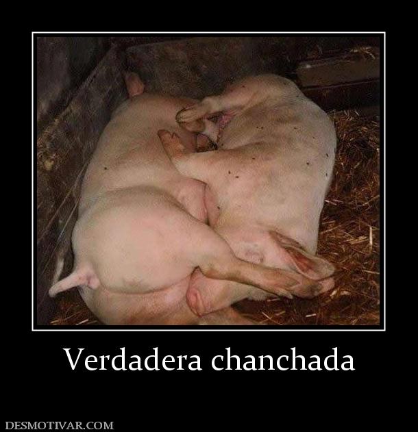 Verdadera chanchada