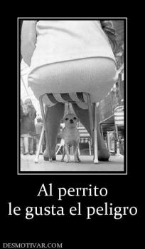 Al perrito le gusta el peligro