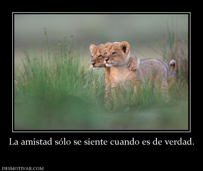La amistad sólo se siente cuando es de