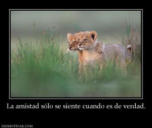 La amistad sólo se siente cuando es de