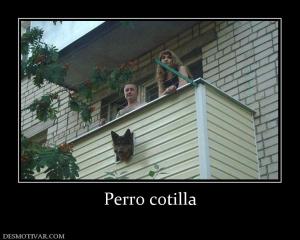 Perro cotilla