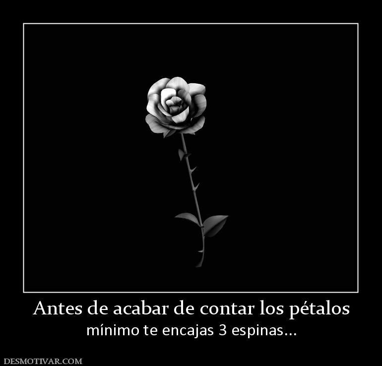 Antes de acabar de contar los pétalos mínimo te encajas 3 espinas...