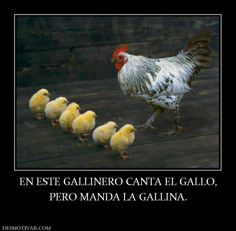 EN ESTE GALLINERO CANTA EL GALLO, PERO MANDA LA GALLINA.