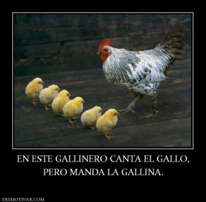 EN ESTE GALLINERO CANTA EL GALLO, PERO MANDA LA GALLINA.