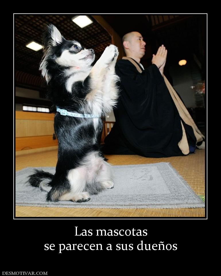 Las mascotas se parecen a sus dueños