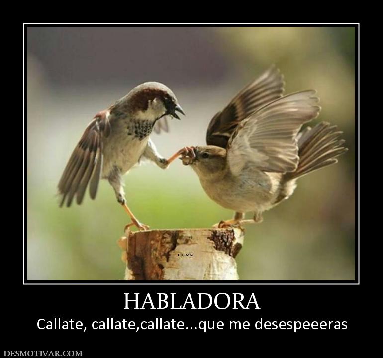 HABLADORA Callate, callate,callate...que me desespeeeras