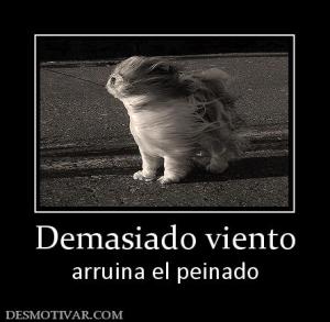 Demasiado viento arruina el peinado