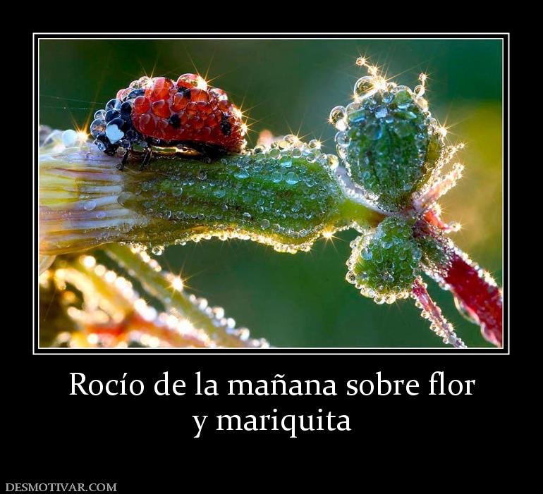 Rocío de la mañana sobre flor y mariquita