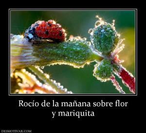 Rocío de la mañana sobre flor y mariquita