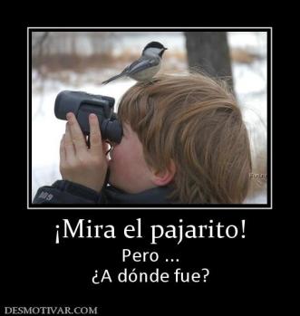 ¡Mira el pajarito! Pero ... ¿A dónde fue?