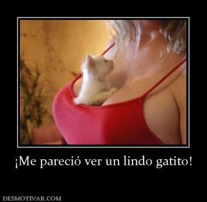 ¡Me pareció ver un lindo gatito!