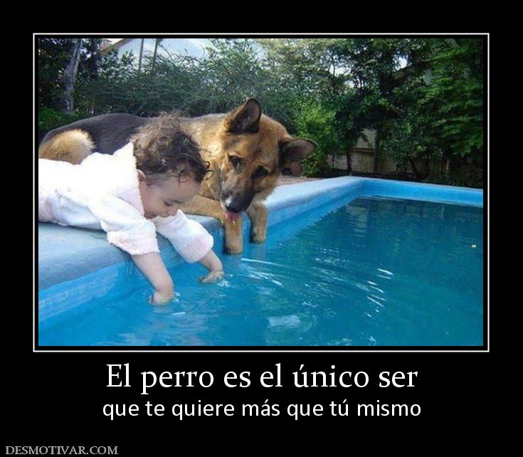 El perro es el único ser que te quiere más que tú mismo