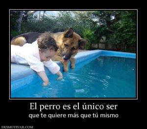 El perro es el único ser que te quiere más que tú mismo