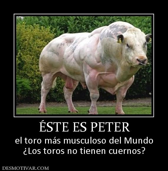 ÉSTE ES PETER el toro más musculoso del Mundo ¿Los toros no tienen cuernos?