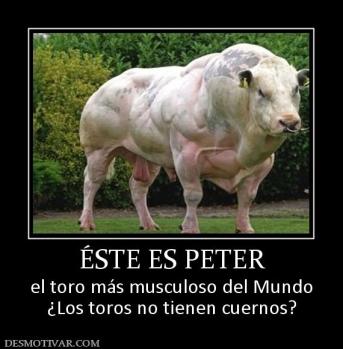 ÉSTE ES PETER el toro más musculoso del Mundo ¿Los toros no tienen cuernos?