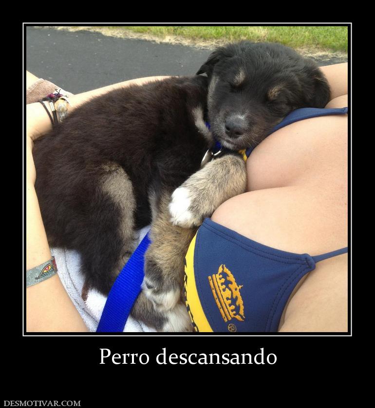 Perro descansando