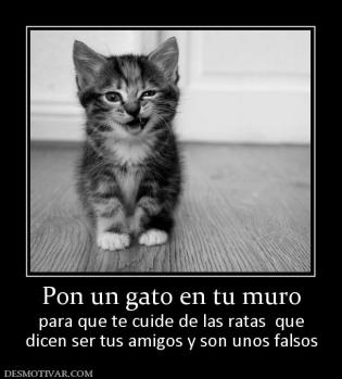 Pon un gato en tu muro para que te cuide de las ratas  que dicen ser tus amigos y son unos falsos