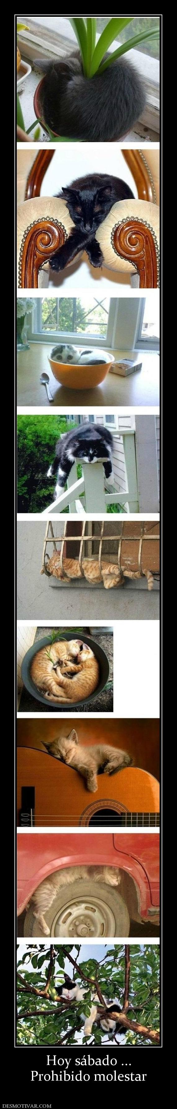 Hoy sábado ... Prohibido molestar