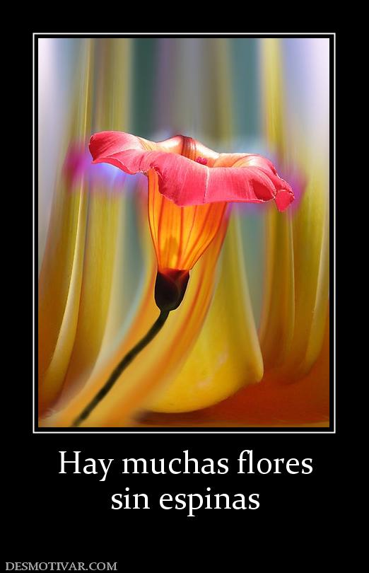 Hay muchas flores sin espinas