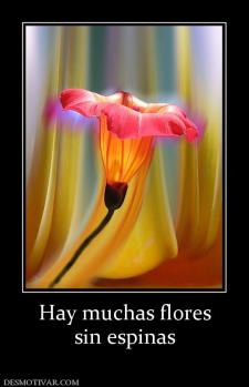 Hay muchas flores sin espinas