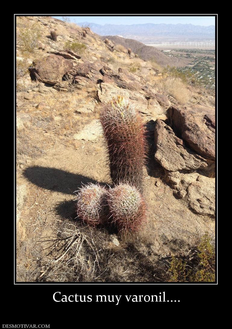 Cactus muy varonil....
