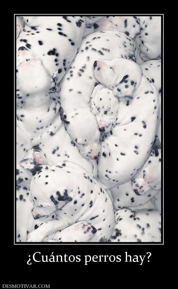¿Cuántos perros hay?