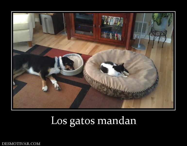 Los gatos mandan