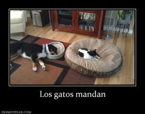 Los gatos mandan