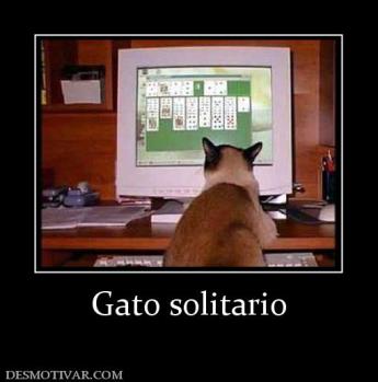 Gato solitario