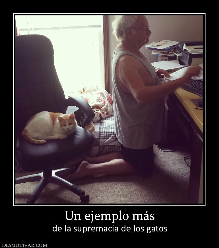 Un ejemplo más de la supremacía de los gatos